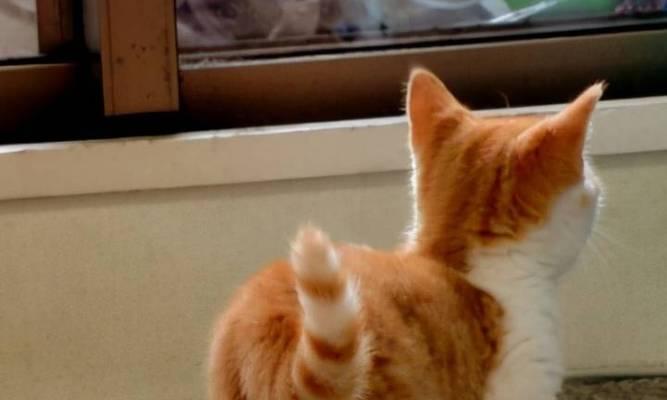猫咪也能像狗狗一样趴着睡觉吗（探究猫咪与狗狗趴着睡觉的差异及训练方法）