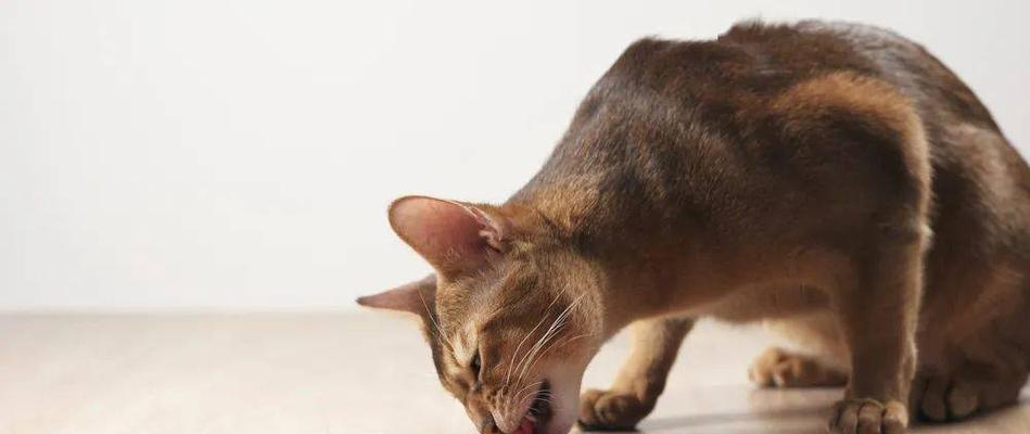 猫咪心肌病的症状与预防方法（如何保护你的爱宠免受心脏病困扰）