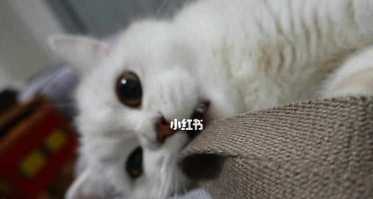 猫咪心肌病的症状与预防方法（如何保护你的爱宠免受心脏病困扰）