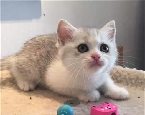 猫咪健康检查完全指南（从外观到内脏）
