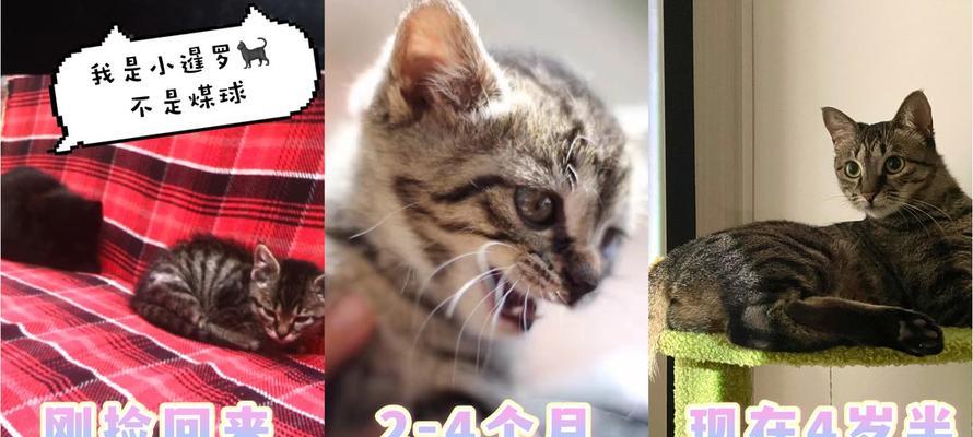 猫咪健康检查完全指南（从外观到内脏）