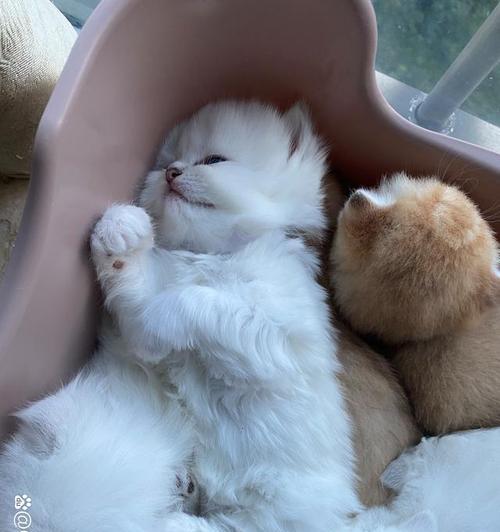 猫咪健康检查完全指南（从外观到内脏）