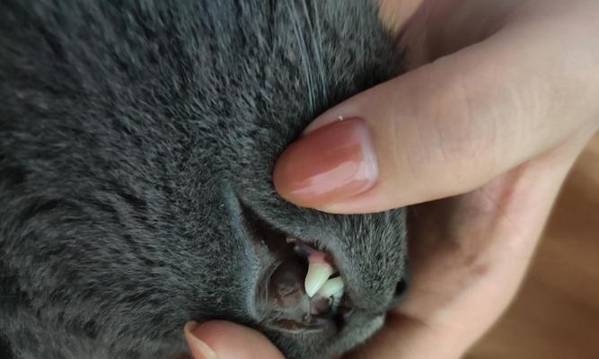 怎样处理宠物猫咪的腐烂问题（探究猫咪腐烂的原因）