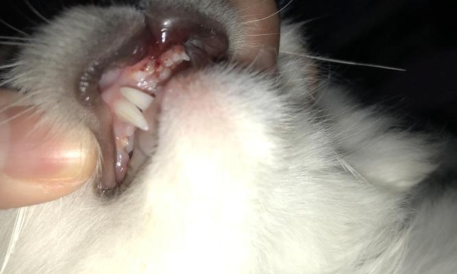 猫咪的牙齿断了怎么办（如何帮助宠物猫咪应对牙齿断裂的问题）