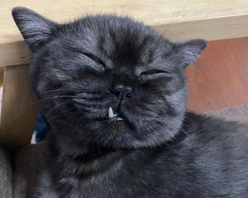 猫咪的黑色牙齿（了解猫咪口腔健康）