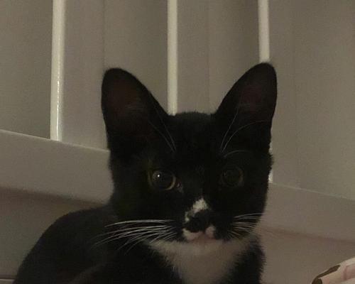 猫咪的黑色牙齿（了解猫咪口腔健康）