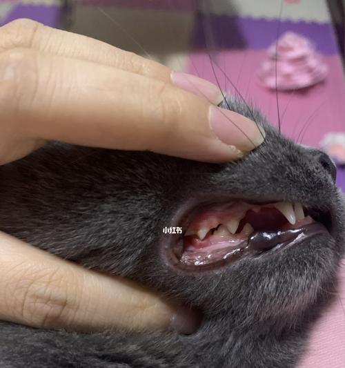 宠物猫牙龈发红怎么办（猫咪口腔保健的重要性）