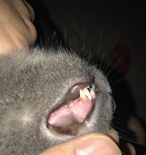 猫咪牙龈发炎怎么办（以饮食调理为主的治疗方法）