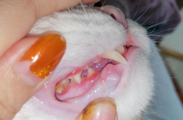 猫咪牙龈发炎怎么办（以饮食调理为主的治疗方法）