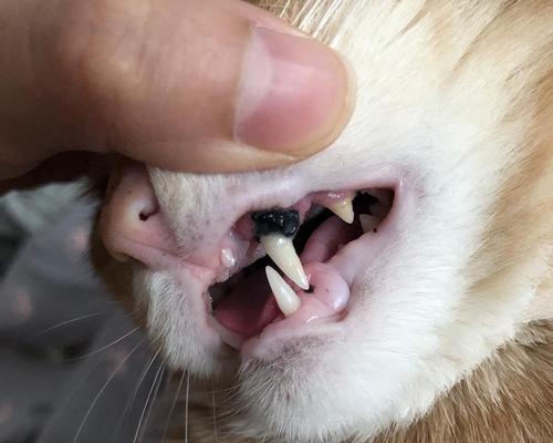 揭秘猫咪口腔疾病的防治方法（以猫咪牙龈红肿嘴巴臭为例）