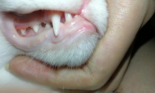 揭秘猫咪口腔疾病的防治方法（以猫咪牙龈红肿嘴巴臭为例）