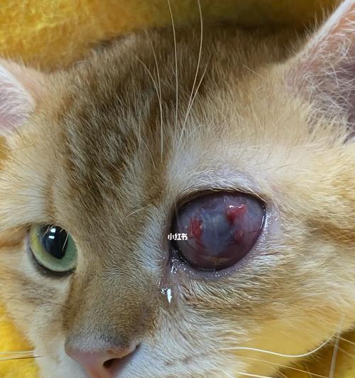 如何预防和治疗猫咪眼角发黑（掌握正确的猫咪护理方法）