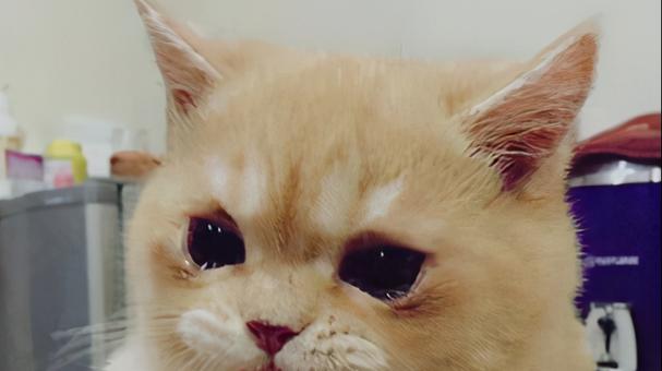 猫咪流眼泪，该如何处理（宠物猫眼角发红、流泪的原因及治疗方法）