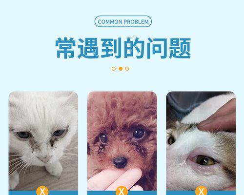 猫咪眼角流血，教你应急处理（宠物眼部受伤应该如何处理）