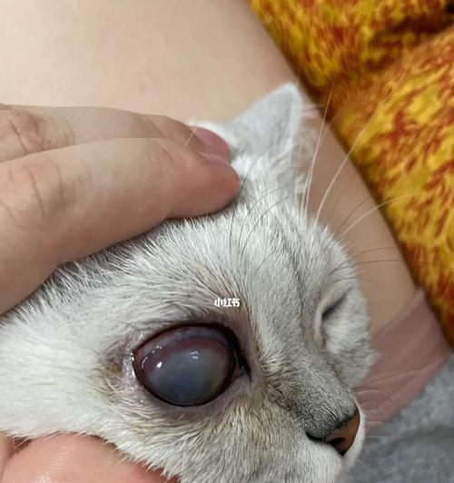 猫咪的眼睛需要特别关注（猫咪的眼睛需要特别关注）