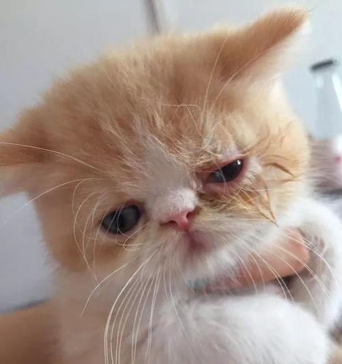 猫咪眼睛为什么会变红（宠物的健康问题及疾病治疗）