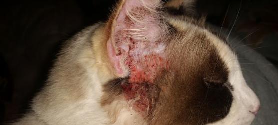 宠物猫咪眼睛上边的红疹原因分析与治疗方法（猫咪眼部问题怎么办）