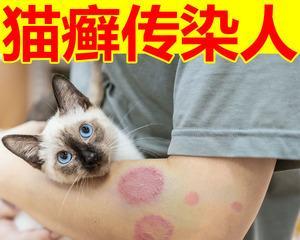 宠物猫咪眼睛上边的红疹原因分析与治疗方法（猫咪眼部问题怎么办）