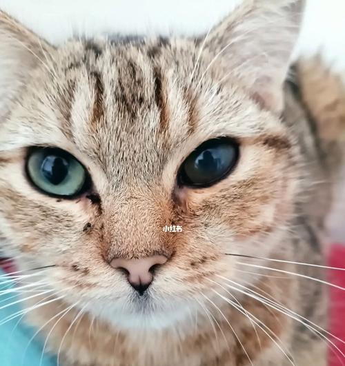 猫咪眼睛灰蒙蒙，原因与处理方法（宠物保健知识分享）