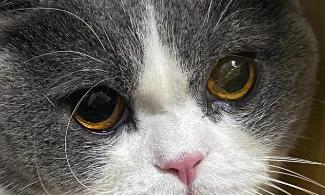 猫咪眼睛灰蒙蒙，原因与处理方法（宠物保健知识分享）