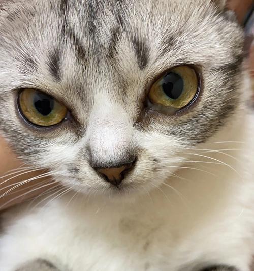 猫咪异色眼，看见不一样的世界（探寻猫咪异色眼的神秘之处）