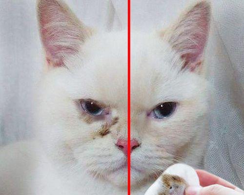 猫咪眼睛肿，如何消肿（宠物眼睛发炎）