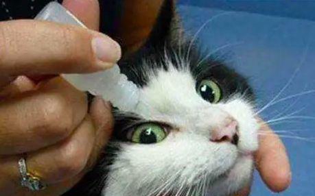 猫咪眼睛肿，如何消肿（宠物眼睛发炎）