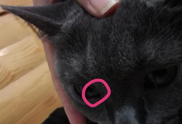 猫咪眼球白色膜——该注意什么（以宠物为主）
