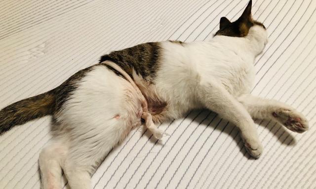 猫咪绝育，必要的爱心选择（关注宠物健康）