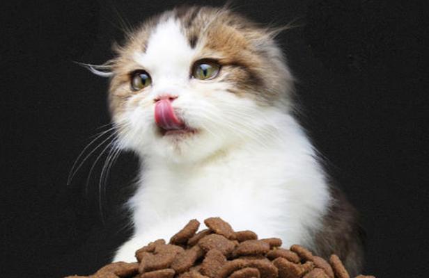 猫咪的合理饮食计划（科学喂养）