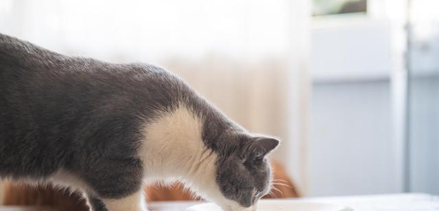 猫咪的饮食习惯与猫粮摄取量（每日食量）