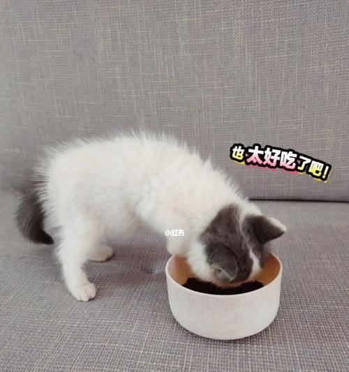 猫咪的每日饮食量（掌握猫粮喂养原则）