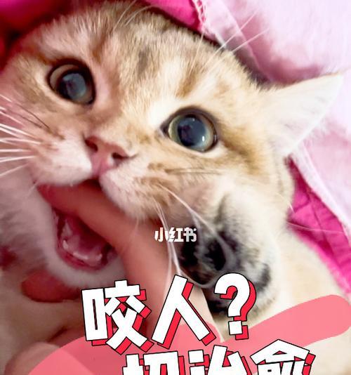 宠物猫咪的咬抓行为分析（探究猫咪攻击人的原因与解决方法）