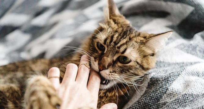 宠物猫咪的咬抓行为分析（探究猫咪攻击人的原因与解决方法）