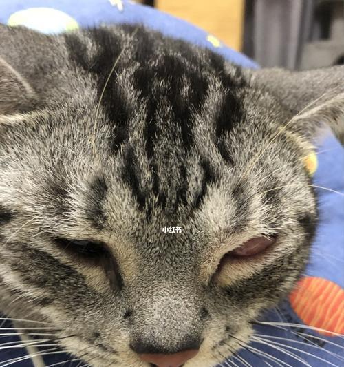 猫咪眼皮肿胀病因及治疗方法（宠物猫咪的眼部疾病预防与应对）