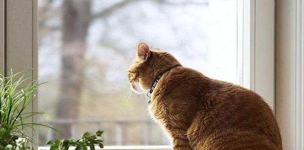 猫咪抑郁症会发抖吗（探究宠物猫咪抑郁症状）