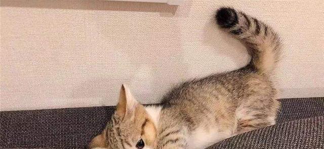 宠物猫咪的抑郁症治疗方法（如何帮助宠物猫咪克服抑郁症）