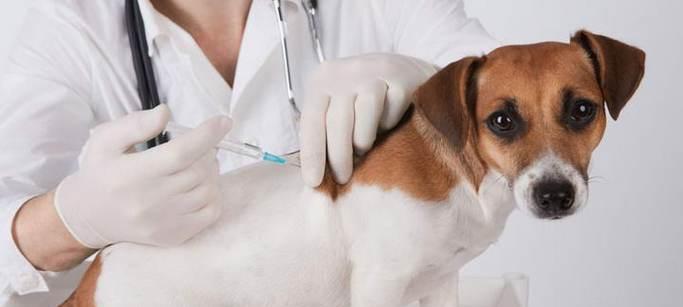宠物疫苗注射，哪里更合适（猫咪打疫苗该选择哪个部位）