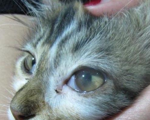 猫咪右眼红肿怎么办（猫咪眼部问题不容小觑）