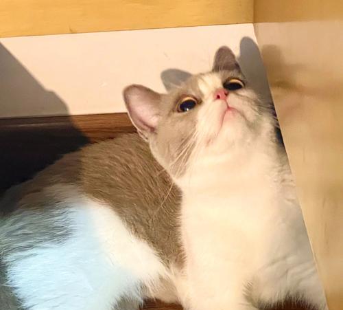 宠物猫咪为什么又吐又拉却精神好（探究猫咪吐拉异常的原因以及如何保持它们的精神状态）