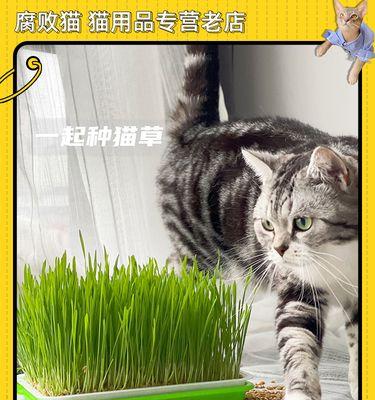 猫咪栽培全攻略（没有猫咪的你也能成为宠物专家）