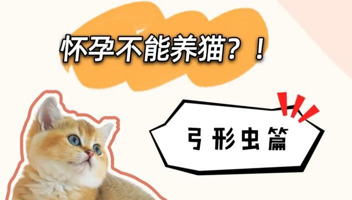 如何检查宠物猫咪的弓形虫感染情况（从症状到检测方法全解析）