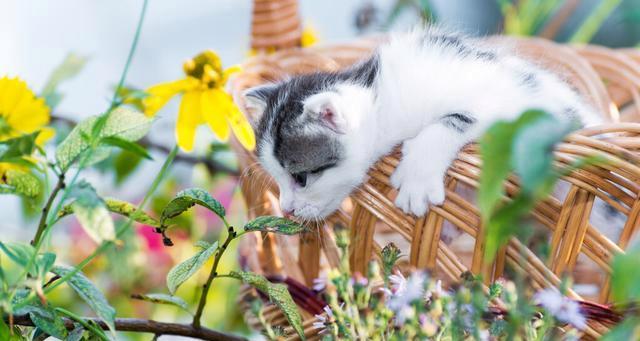 探究猫咪喜欢吃猫草的原因（以宠物为主）