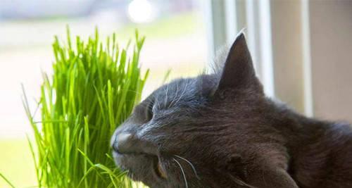 探究猫咪喜欢吃猫草的原因（以宠物为主）