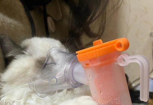 教你如何用雾化器给宠物猫咪进行治疗（教你如何用雾化器给宠物猫咪进行治疗）