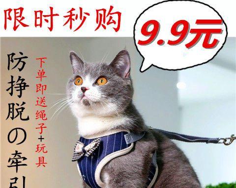 猫咪站立症状分析——宠物主人必知（如何判断猫咪站立是否存在问题）