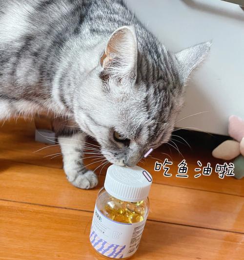 猫咪如何补充营养来涨奶（关于涨奶）