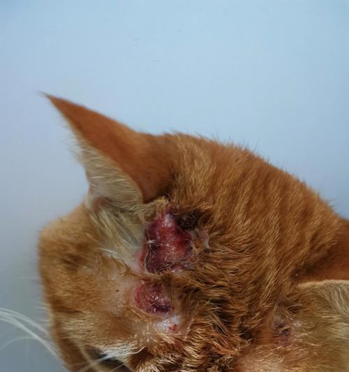 猫咪真菌感染如何影响人类健康（探究猫咪真菌感染引发的疾病和预防方法）