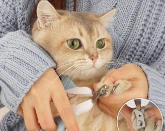 如何避免猫咪指甲发炎（掌握正确的指甲修剪技巧）