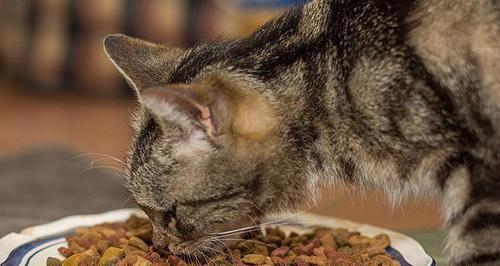 宠物猫只吃猫粮（养猫也要科学合理饮食）